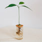 Bija Seed Sprouter Set