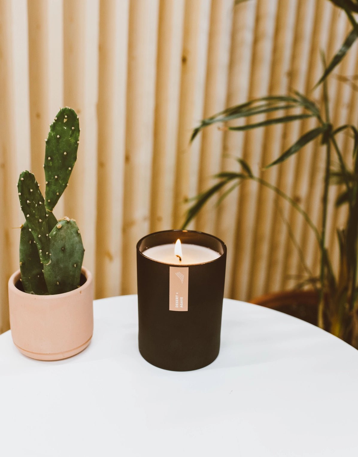 Desert Agave Soy Candle - Saltbox Sash