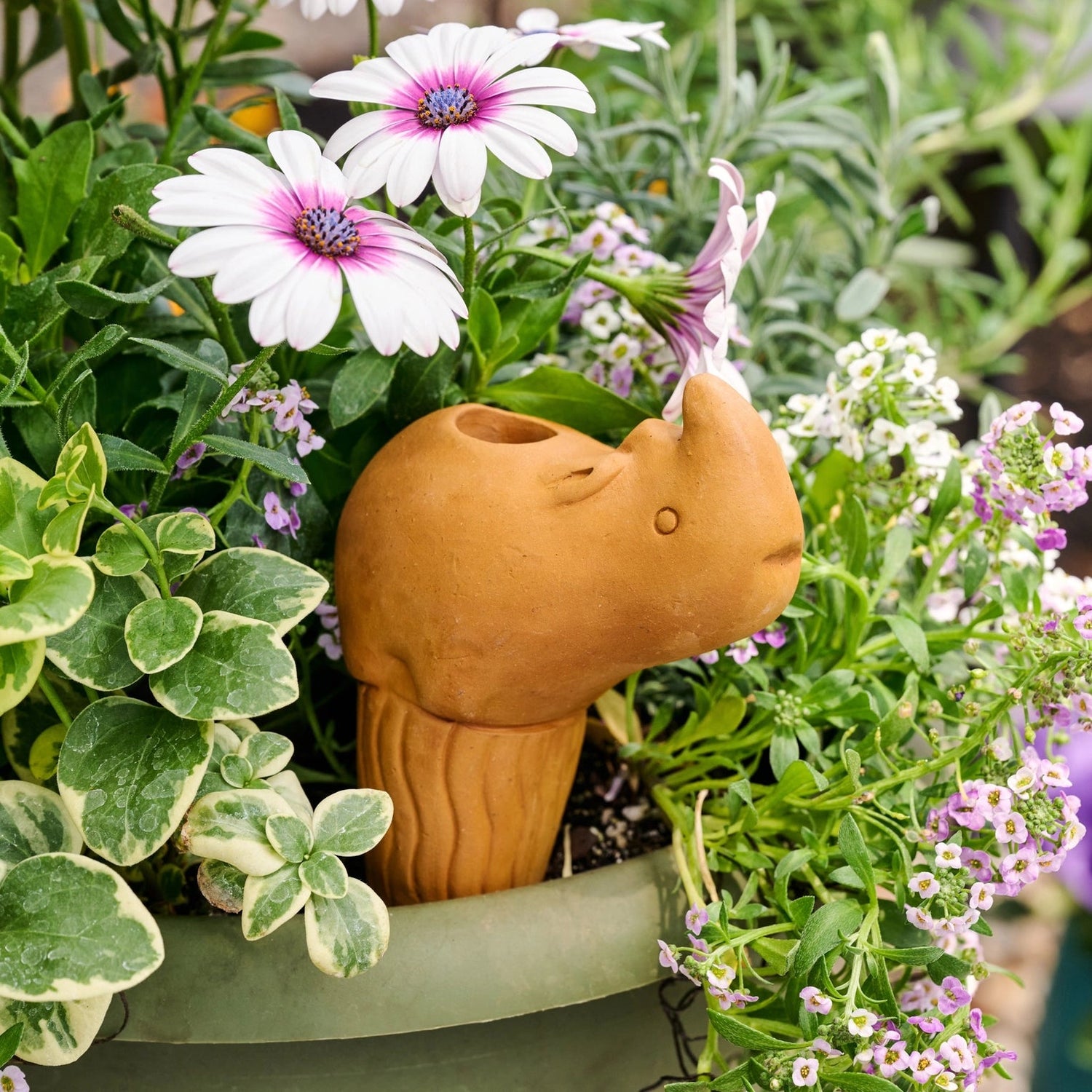 Rhino Terracotta Self Watering Plant Spike - Saltbox Sash