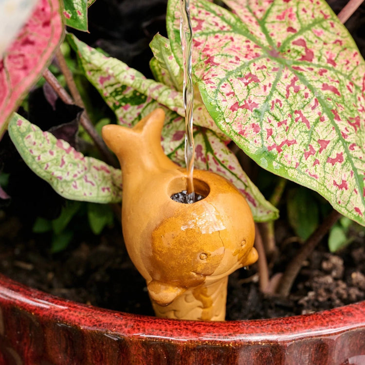 Whale Terracotta Self Watering Plant Spike - Saltbox Sash
