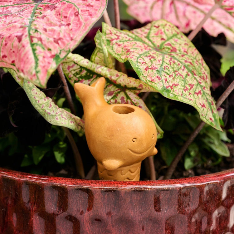 Whale Terracotta Self Watering Plant Spike - Saltbox Sash