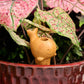 Whale Terracotta Self Watering Plant Spike - Saltbox Sash
