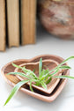 Wild Olive Wood Heart Shaped Bowls - Saltbox Sash